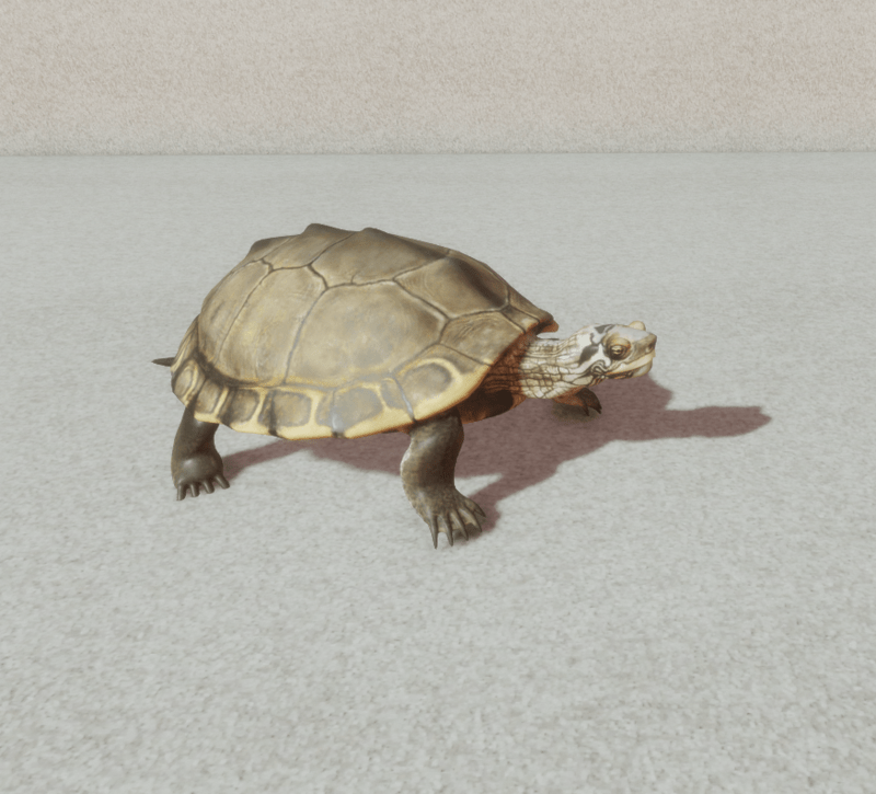 Animal - Pearl turtle