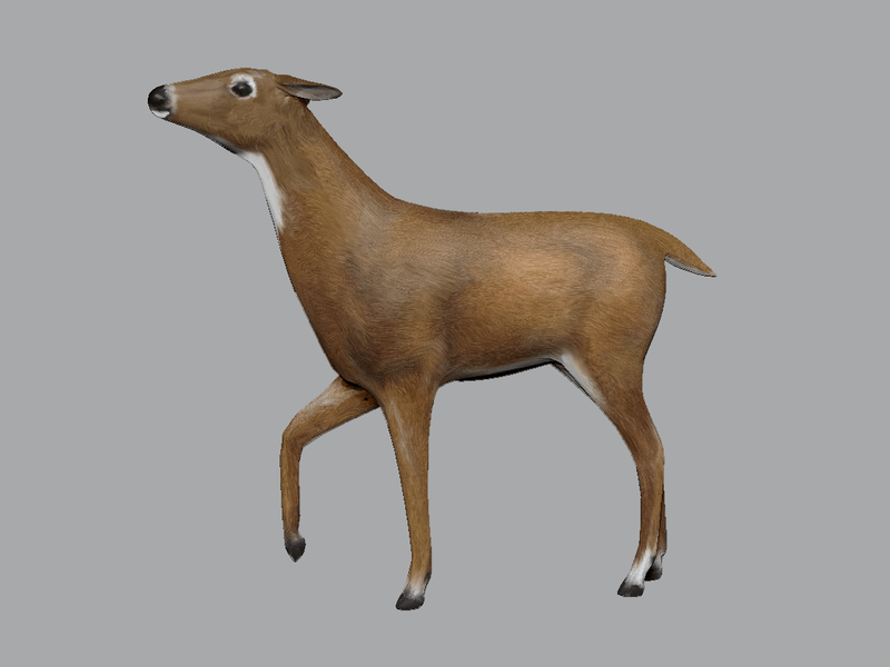 Doe Deer head raised