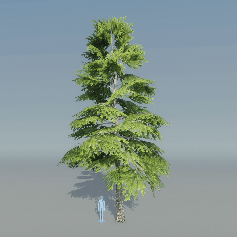 Fir Tree 4