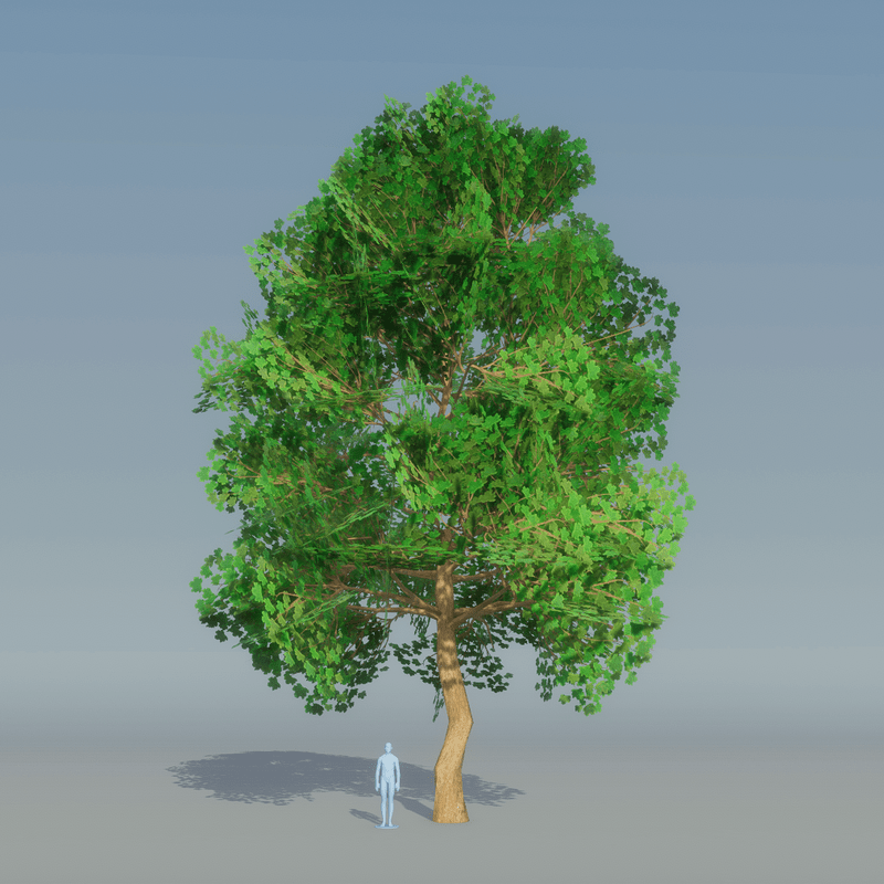 Maple Tree Dark Green 5