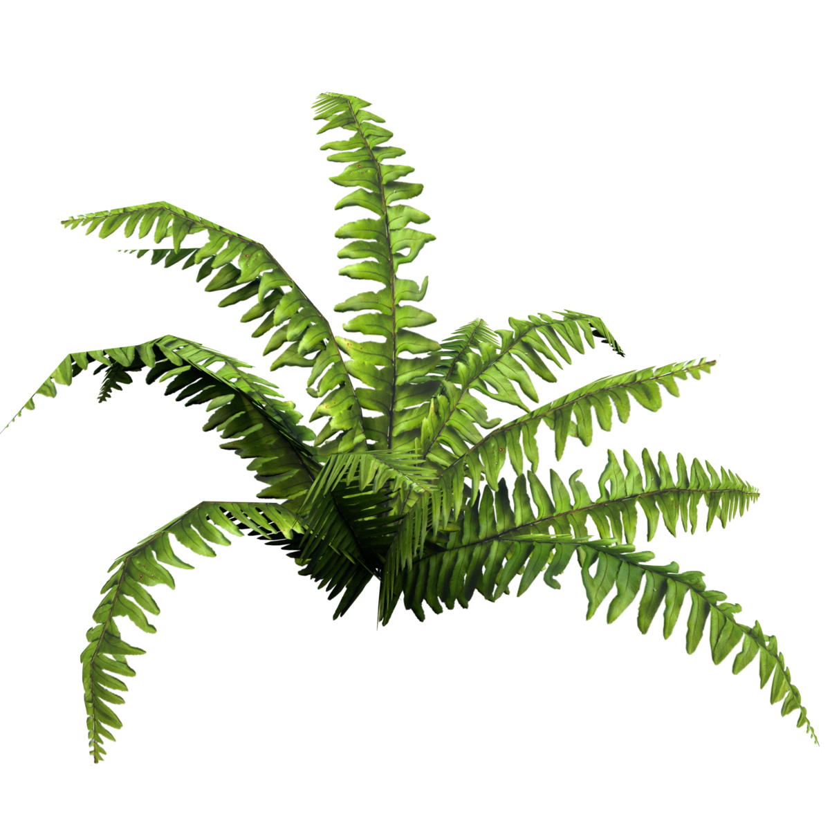 Plant Light Fern
