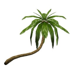 Palm Tree_02