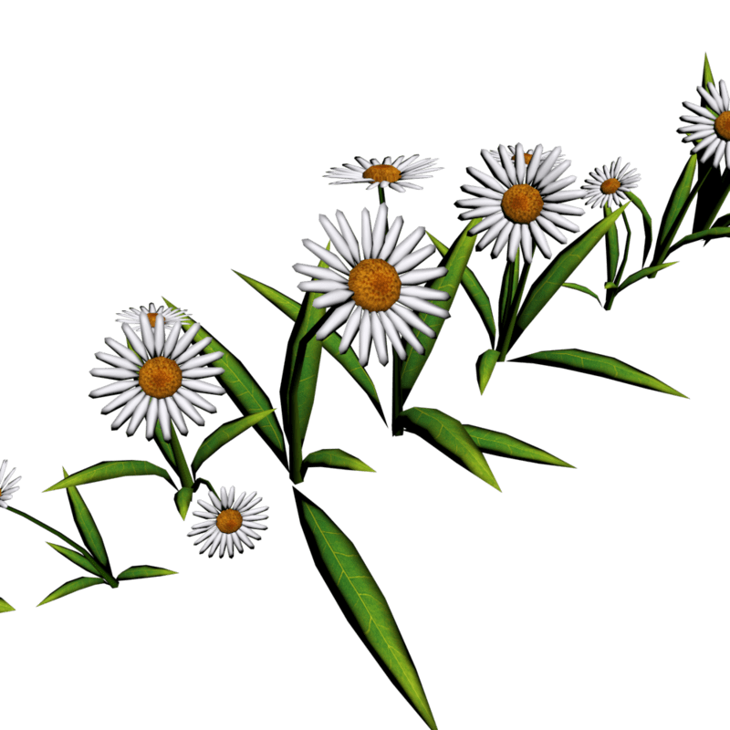 Daisies For Pathways