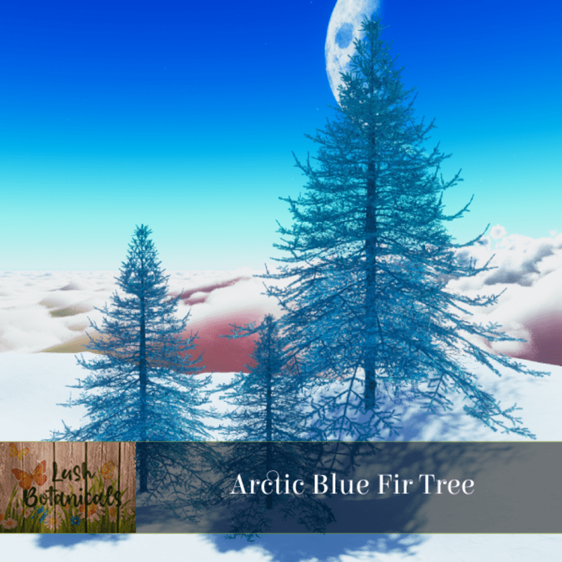 Fir Tree in Arctic