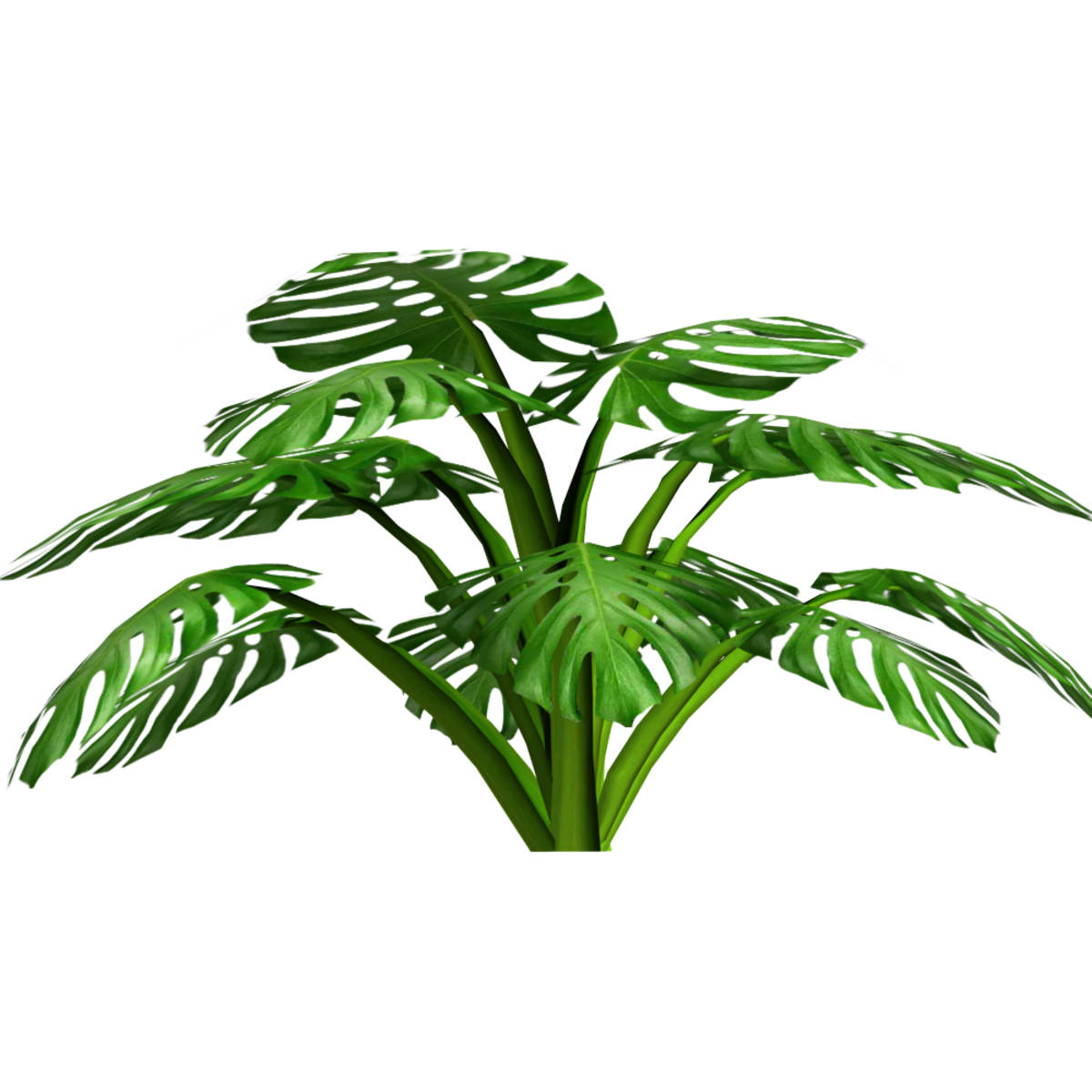 Elephant Ear Plant 1