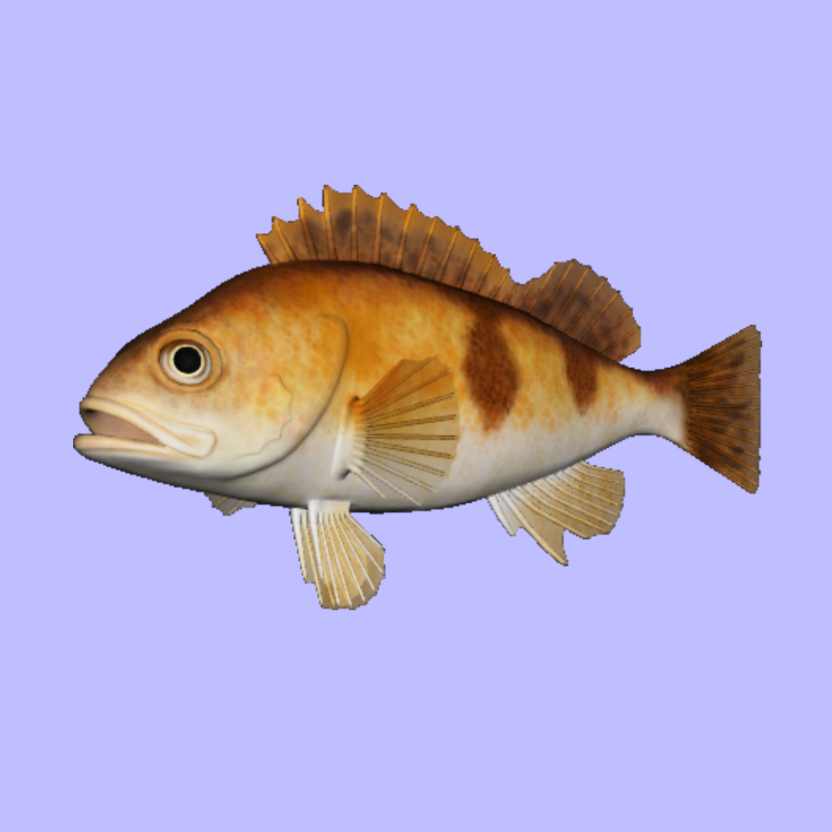 Rockfish HalfBanded Animated