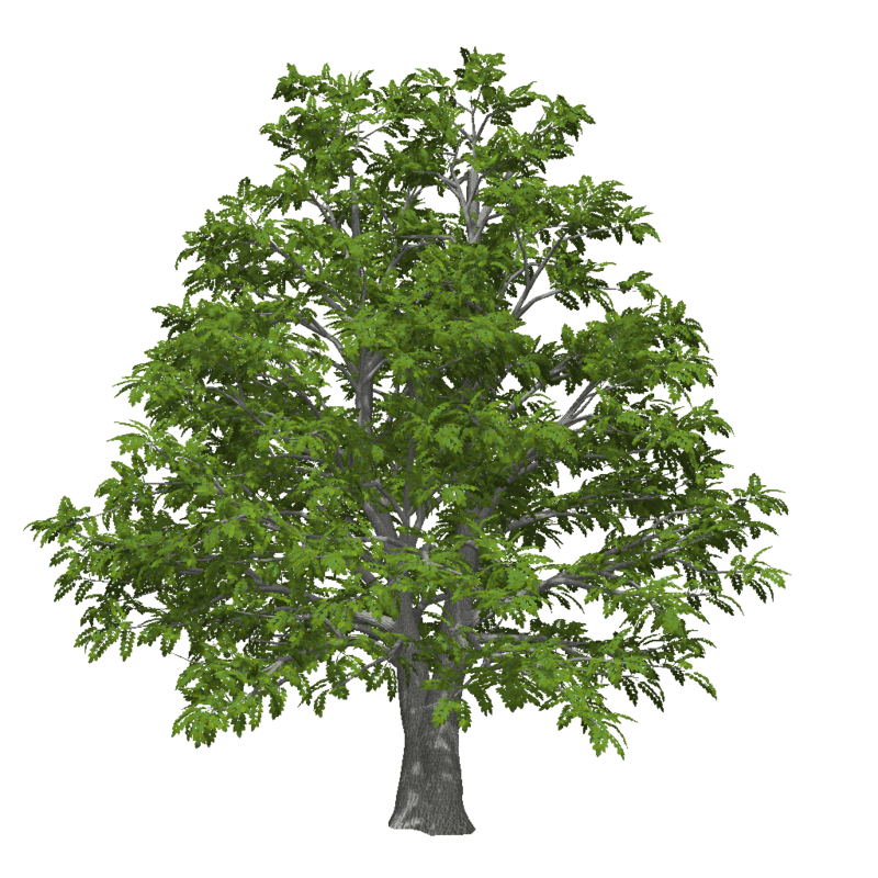 Old Ash Tree 1 (High Detail)