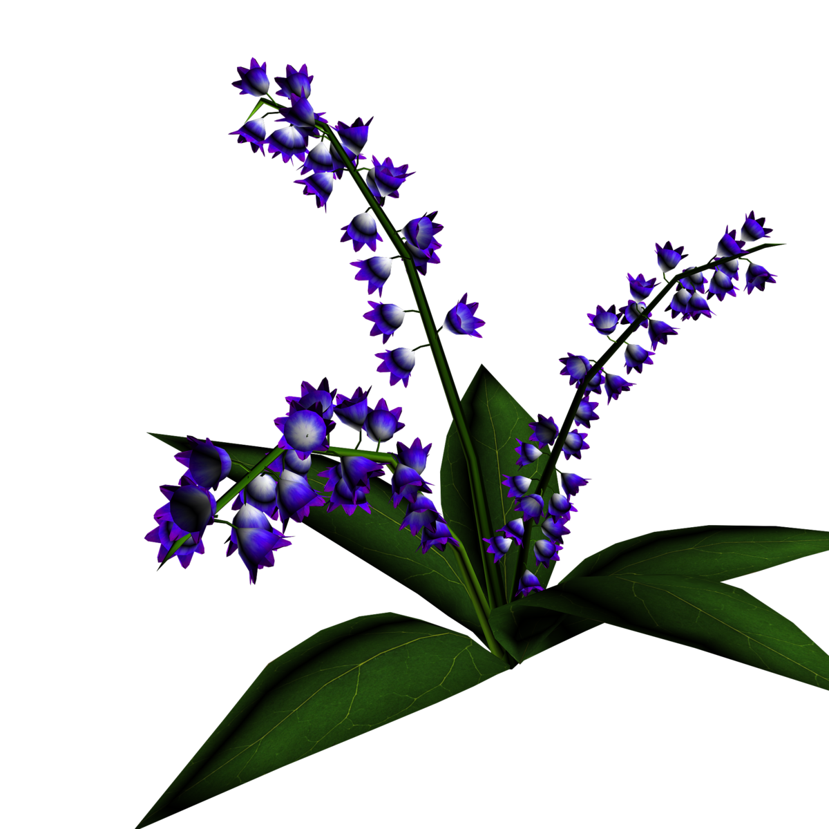 Lily of Valley Plant 4