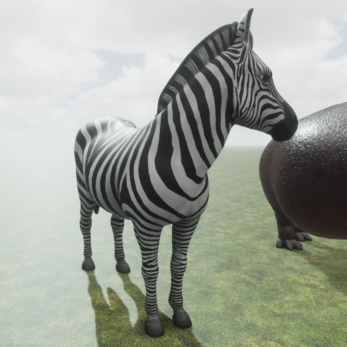 Zebra