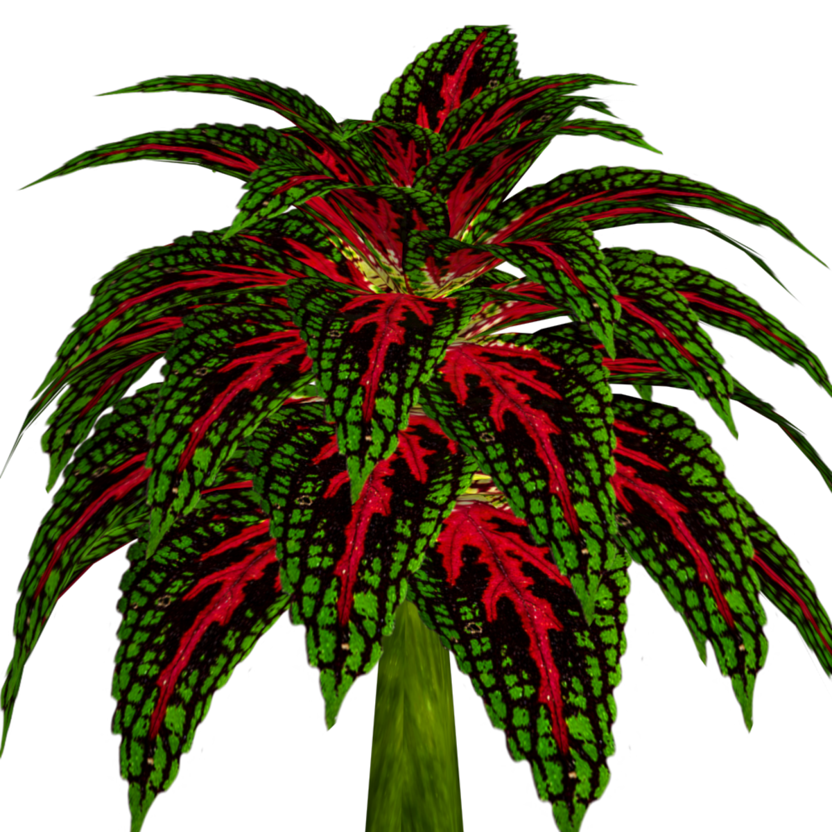 Coleus Plant 3