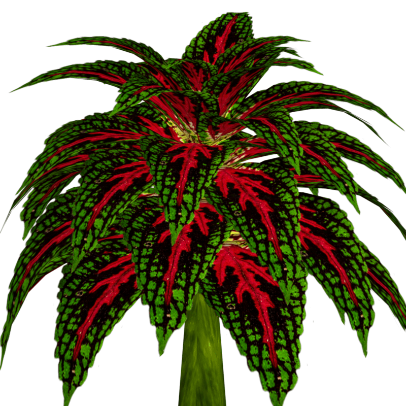 Coleus Plant 3