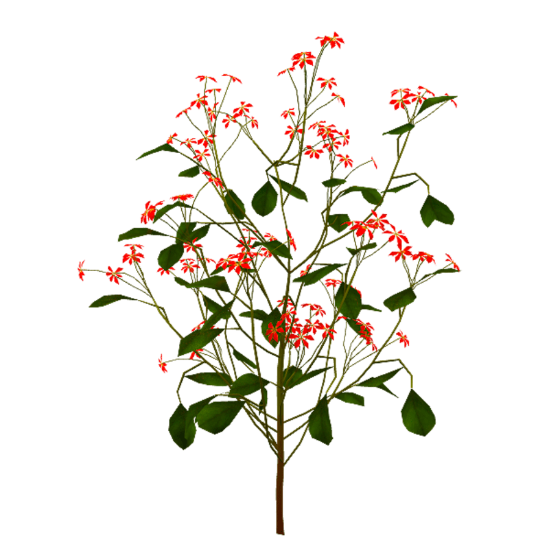 Flowering Shrub - Red