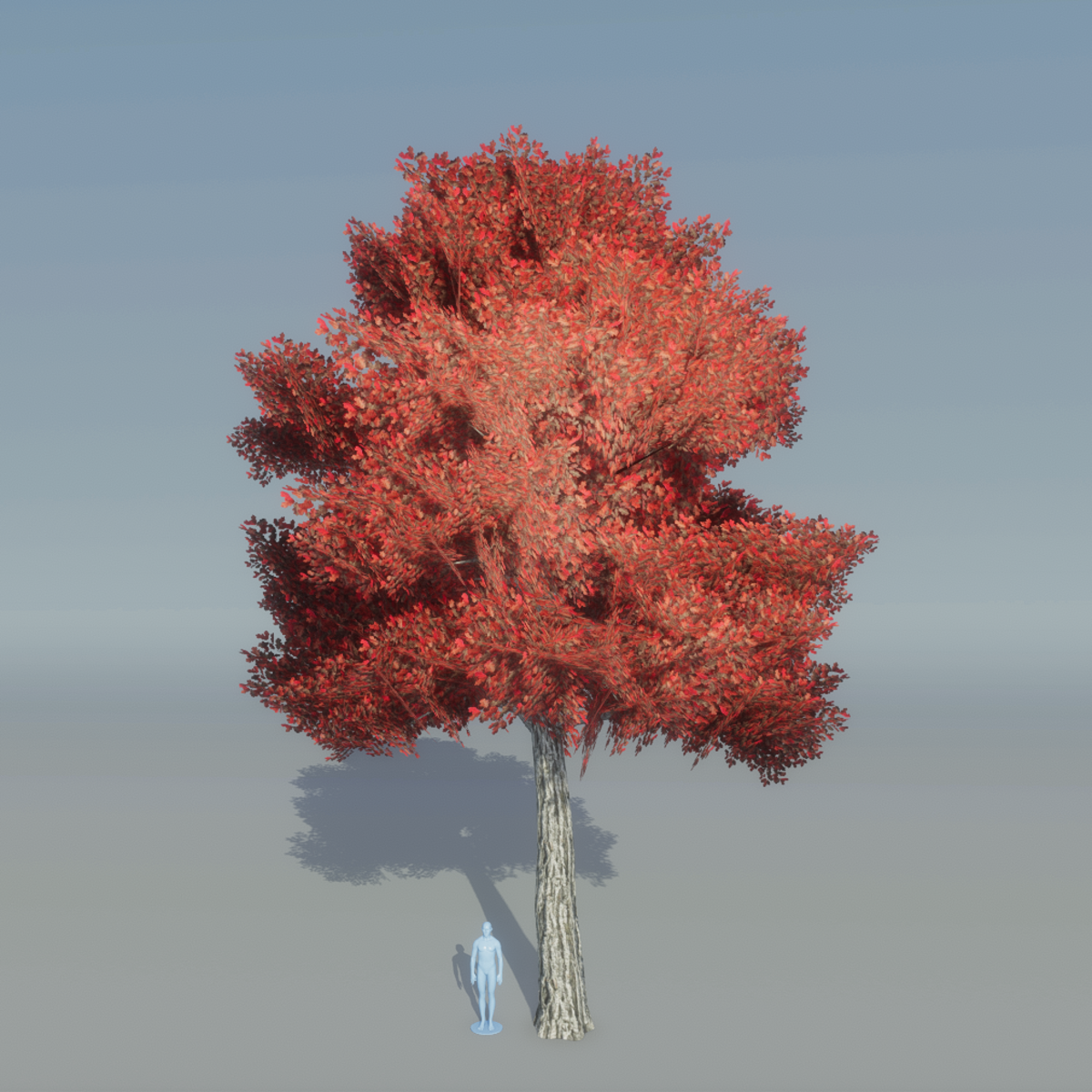 Oak Tree 5 (red)
