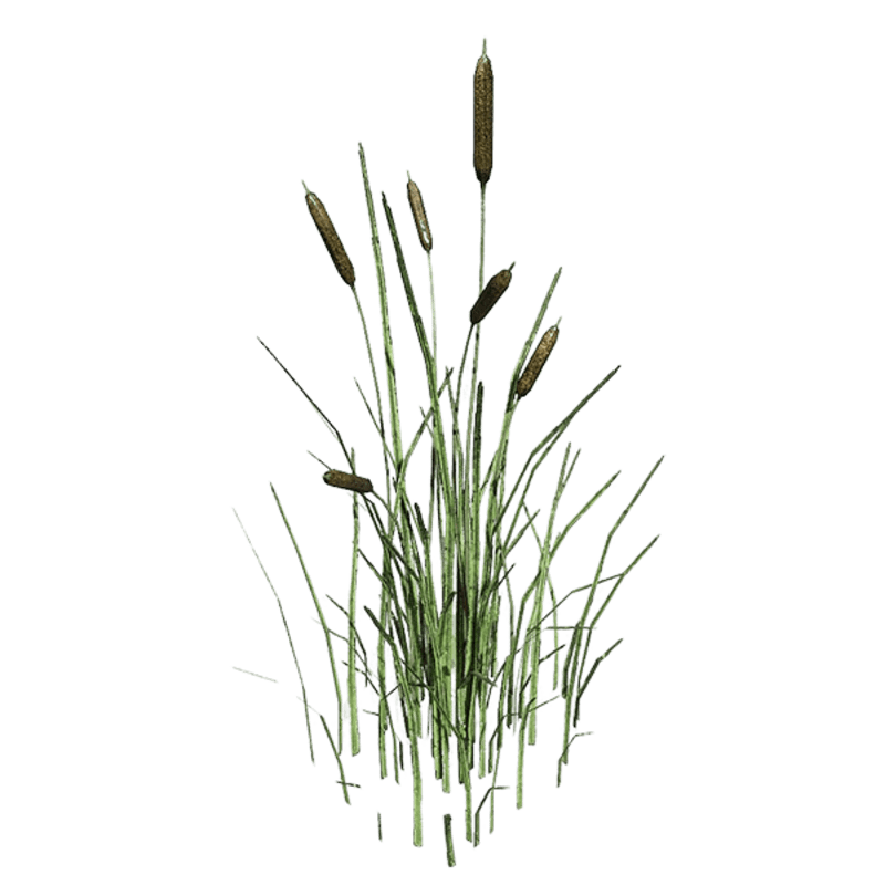 Cattail