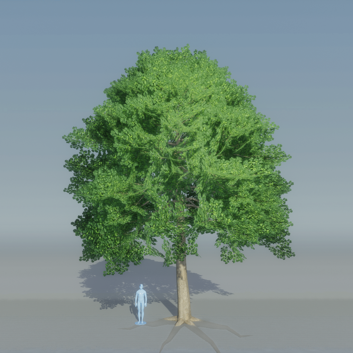 Beech Tree 1 with roots