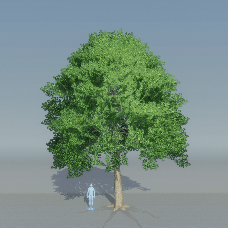 Beech Tree 1 with roots