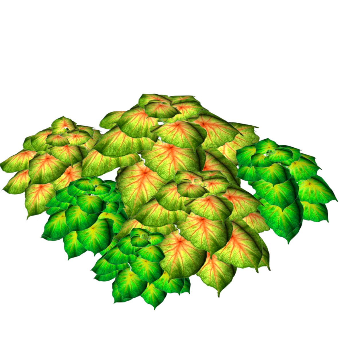 2 Color Caladiums 15