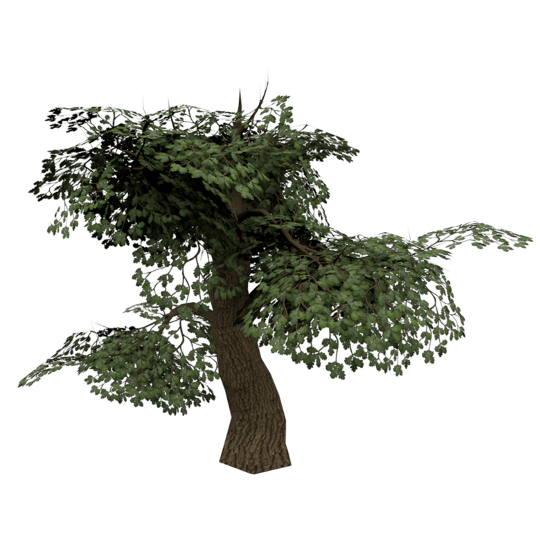 OakTree01