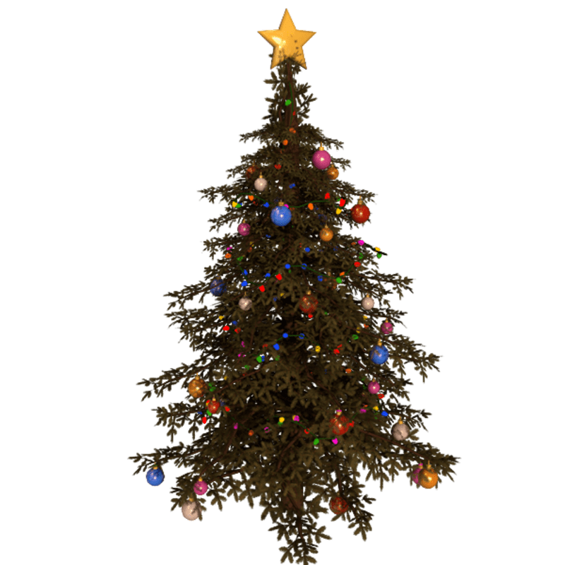 Christmas tree - Fir