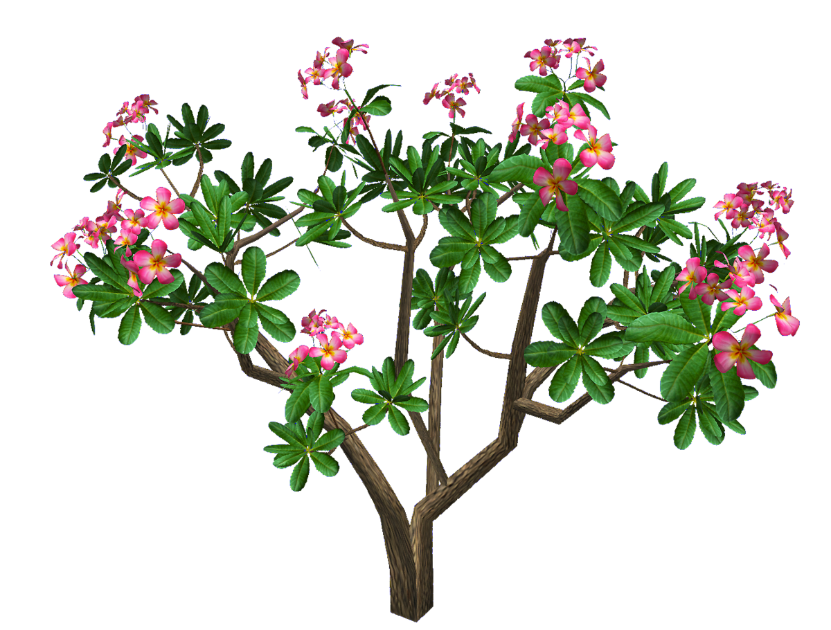 Frangipani Obtusa_Pink