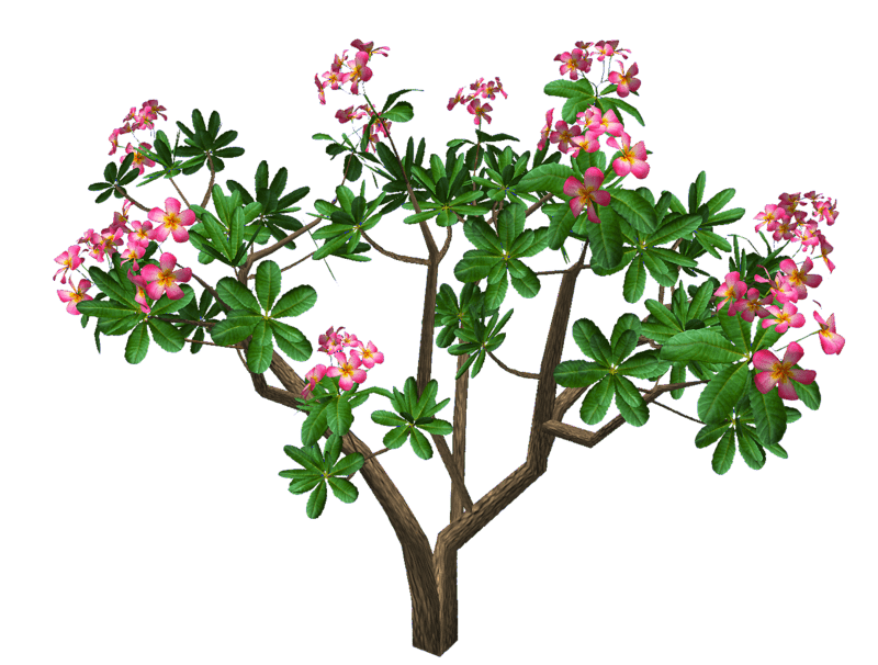 Frangipani Obtusa_Pink