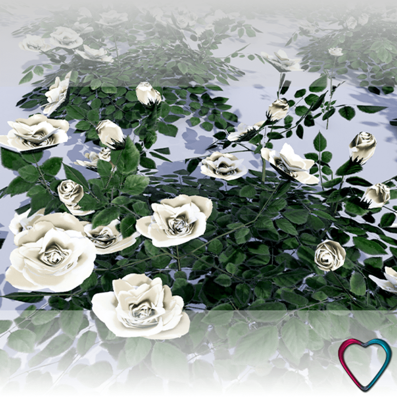 Rose Flowers - White