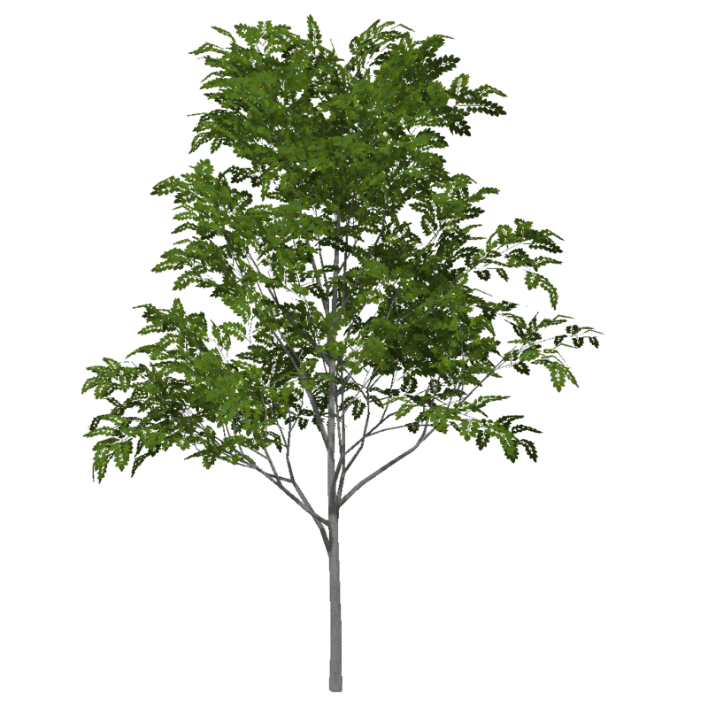 Ash Tree 5 (Low Detail)