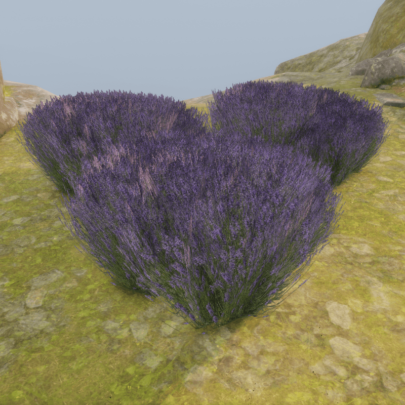 LAVENDER_PLANT_M1