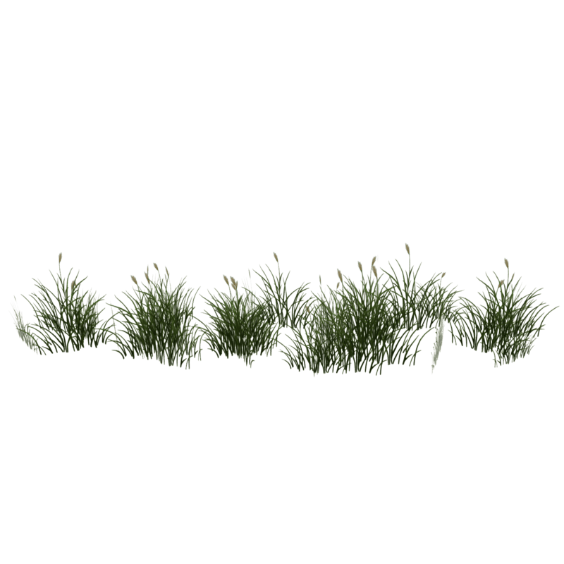 Grass Patch_Flowering_Border