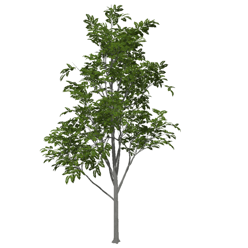 Ash Tree 2 (High Detail)