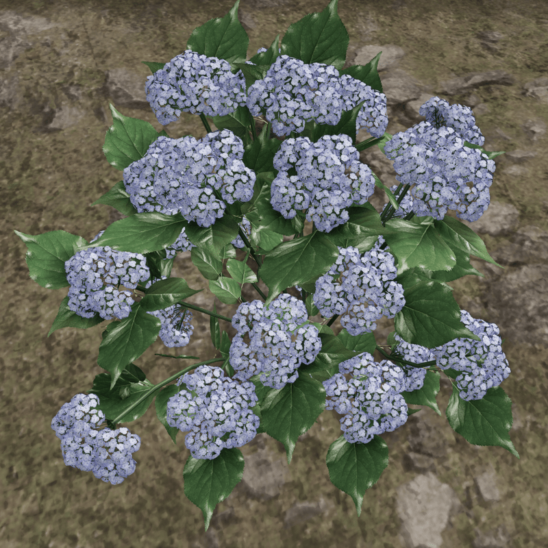 HYDRANGEA_PLANT_BLUE