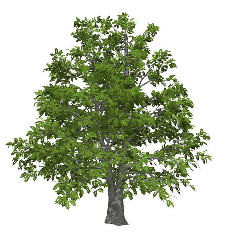 Old Ash Tree 1 (Low Detail)