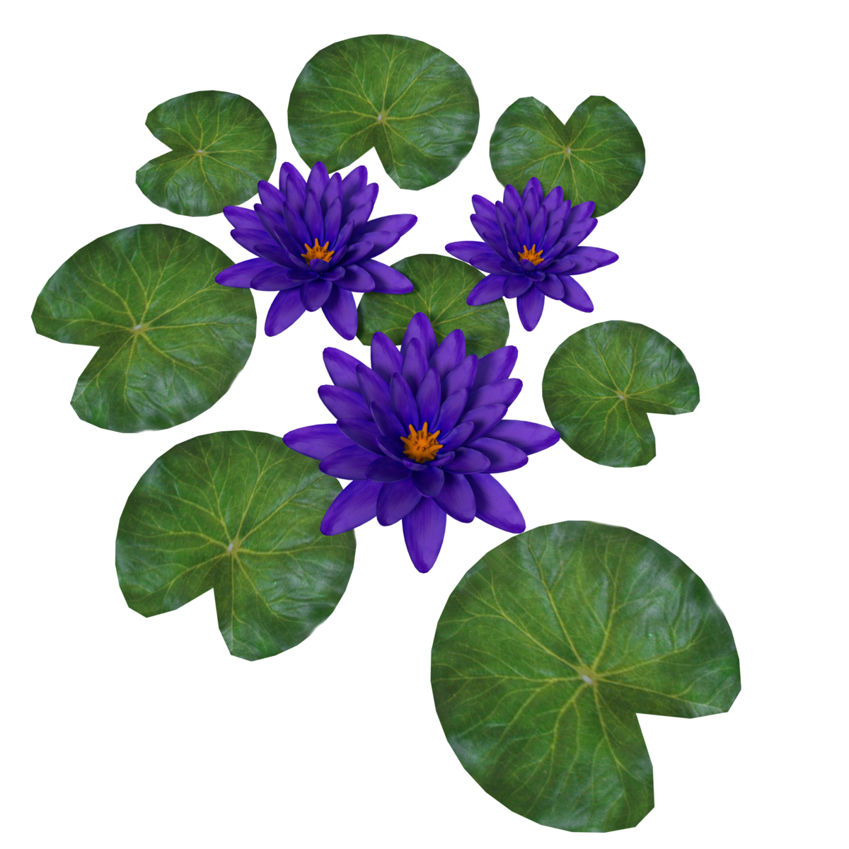 Plant Waterlily Purlple