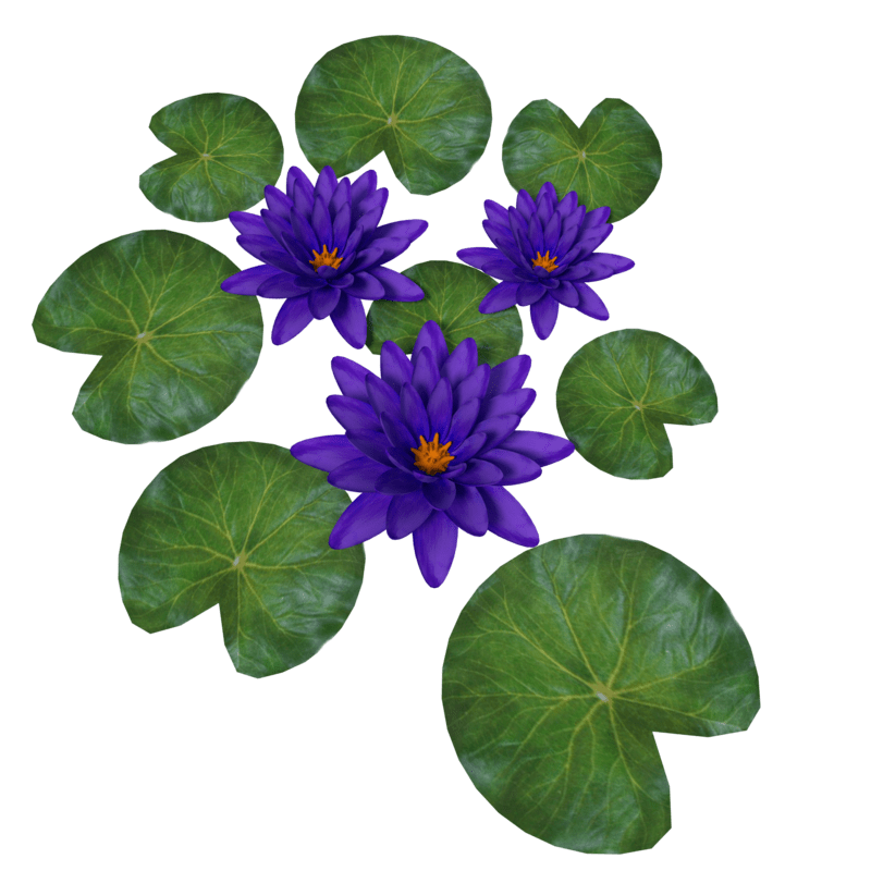 Plant Waterlily Purlple