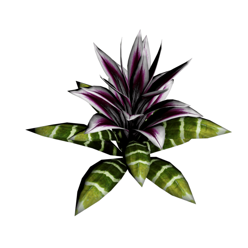 Bromeliad Plant 20