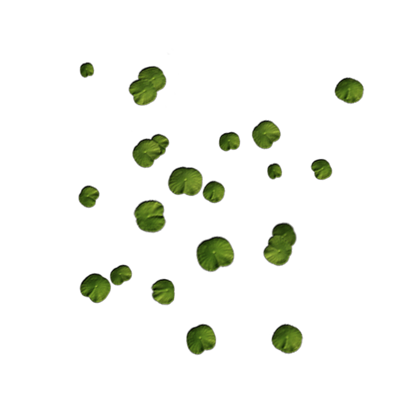 Water Leaves