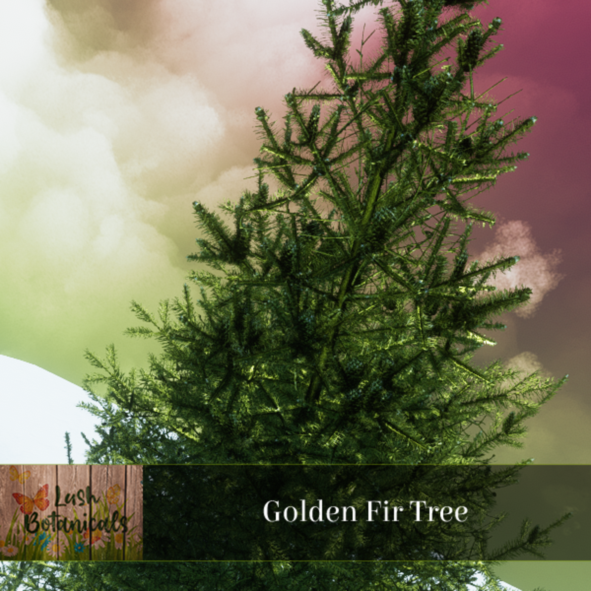 Golden Fir Tree