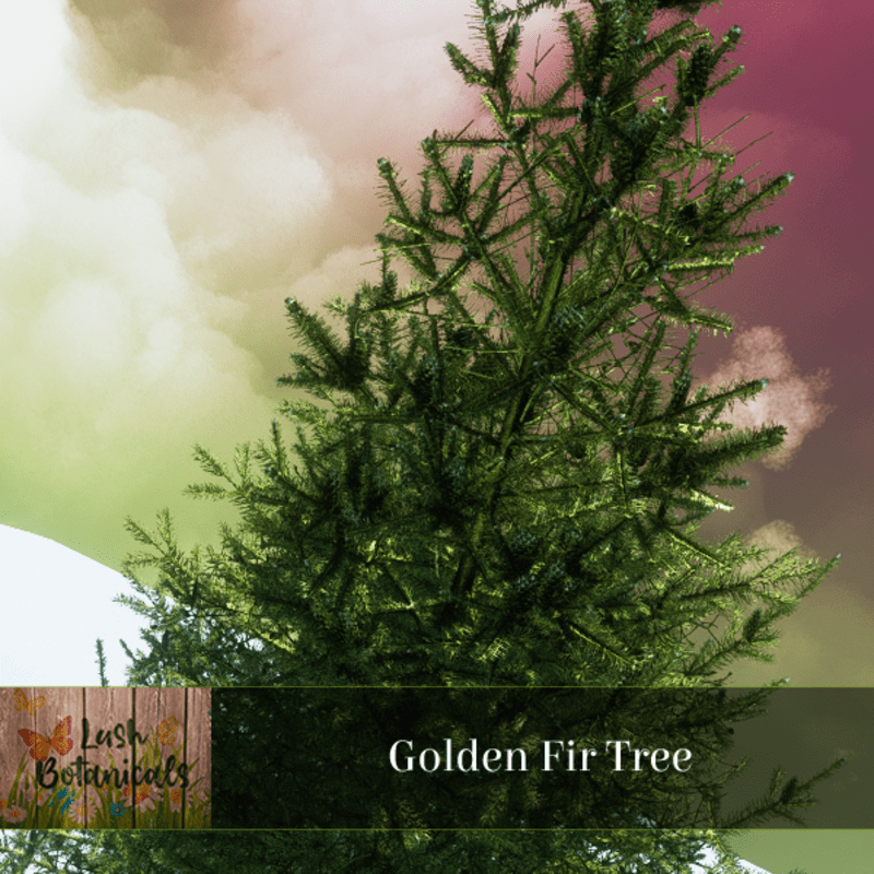 Golden Fir Tree