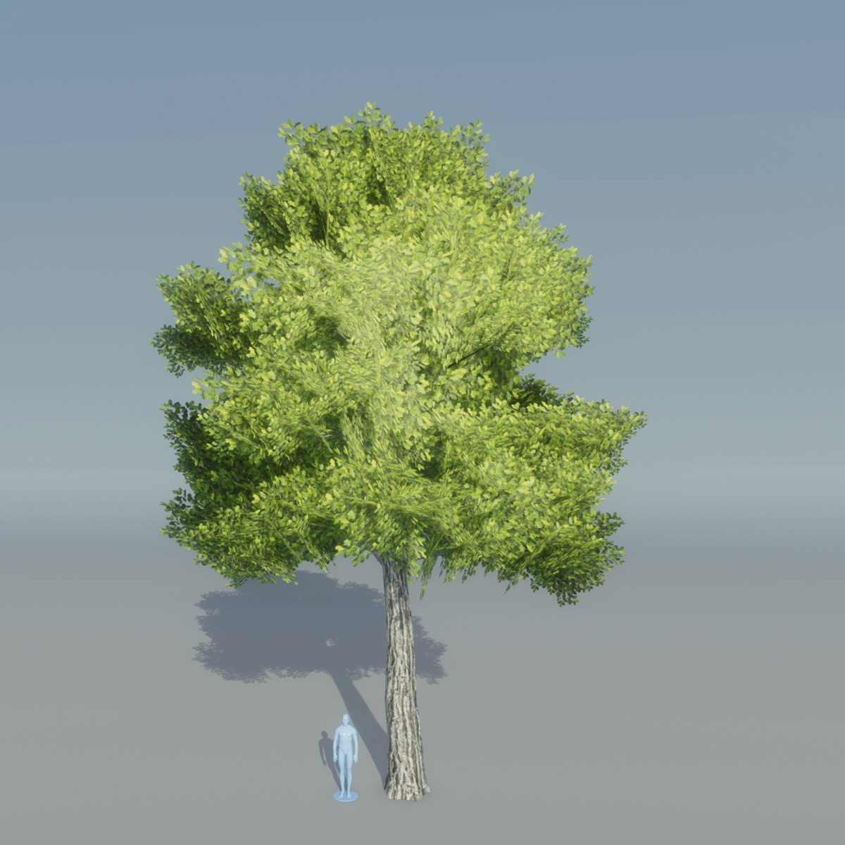 Oak Tree 5 (Light green)