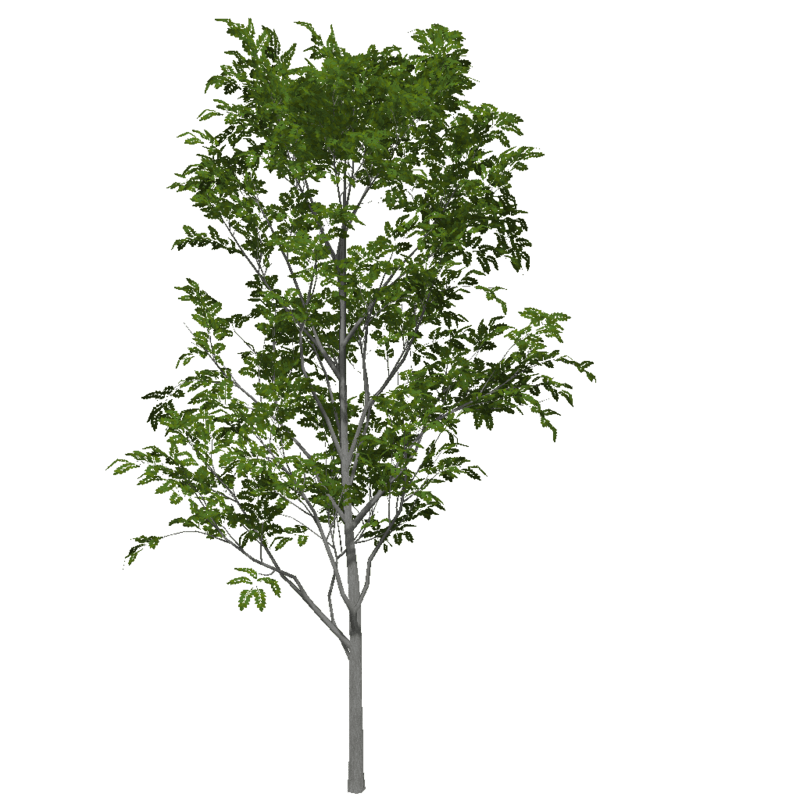 Ash Tree 1 (Low Detail)