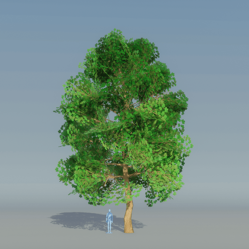 Maple Tree Dark Green 3