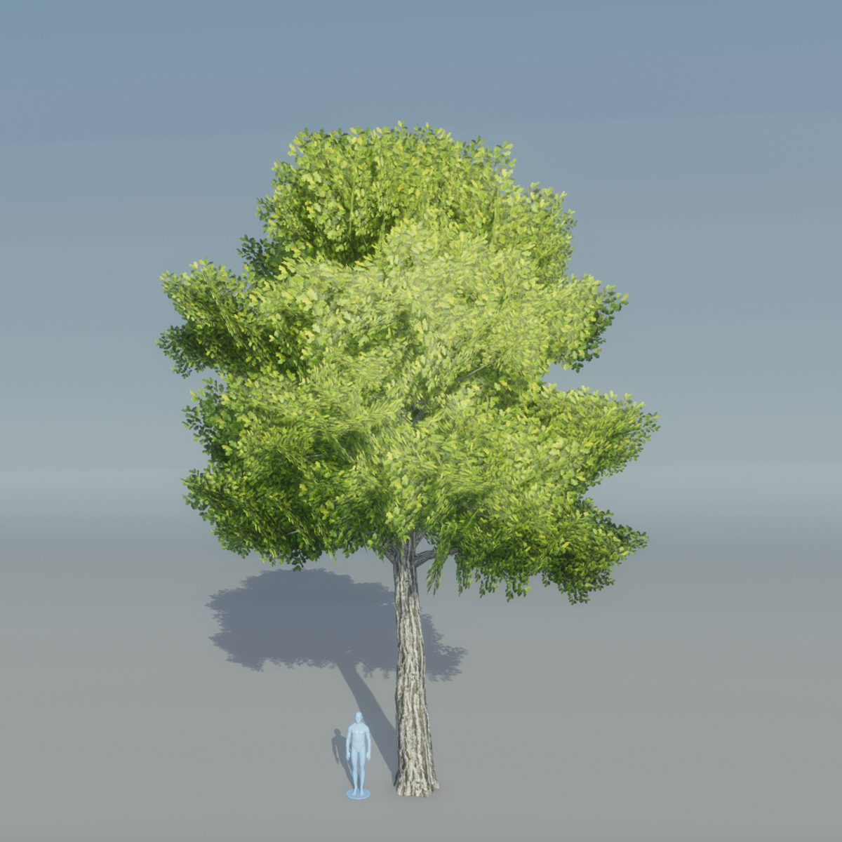 Oak Tree 2 (Light Green)