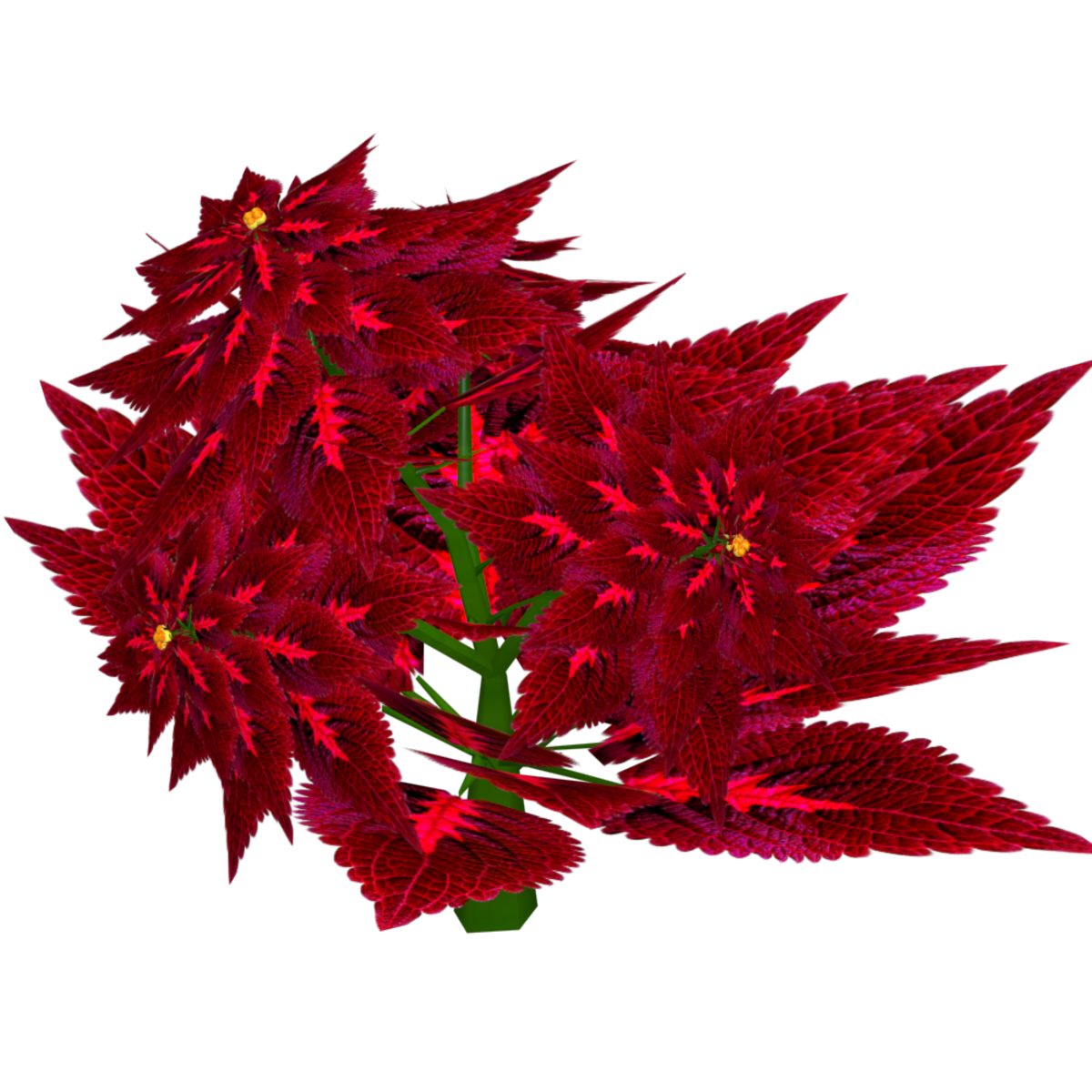 Coleus 7
