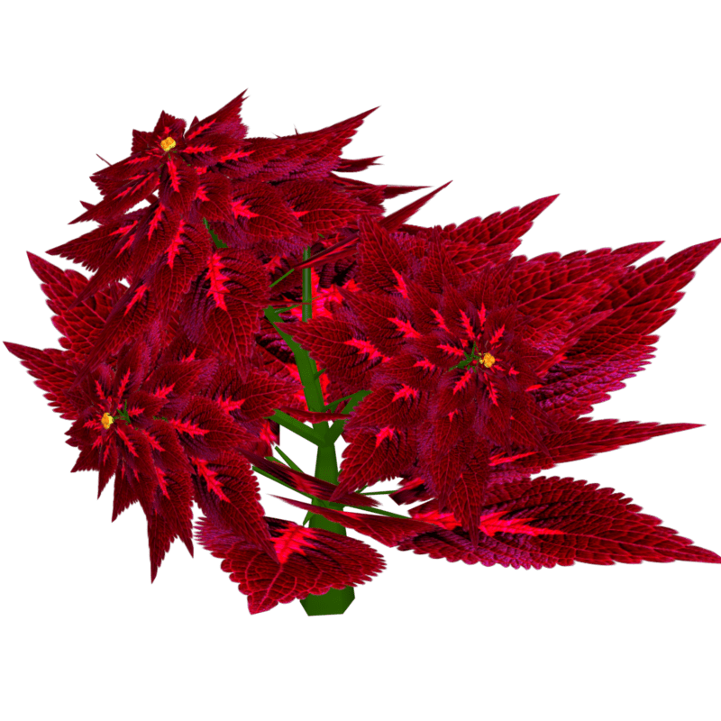 Coleus 7