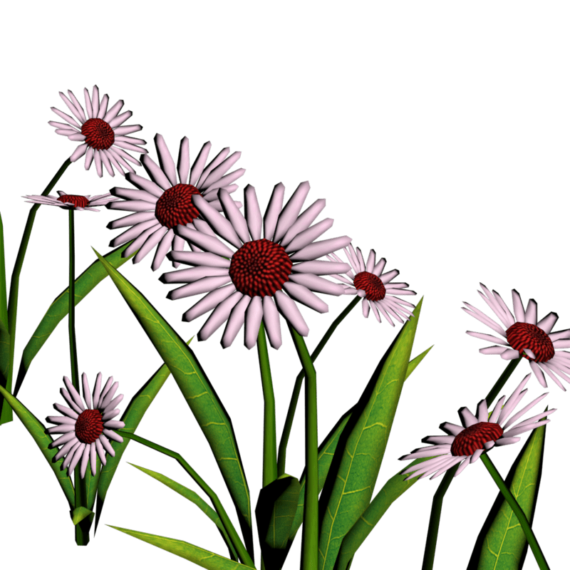 Daisies For Pathways 10