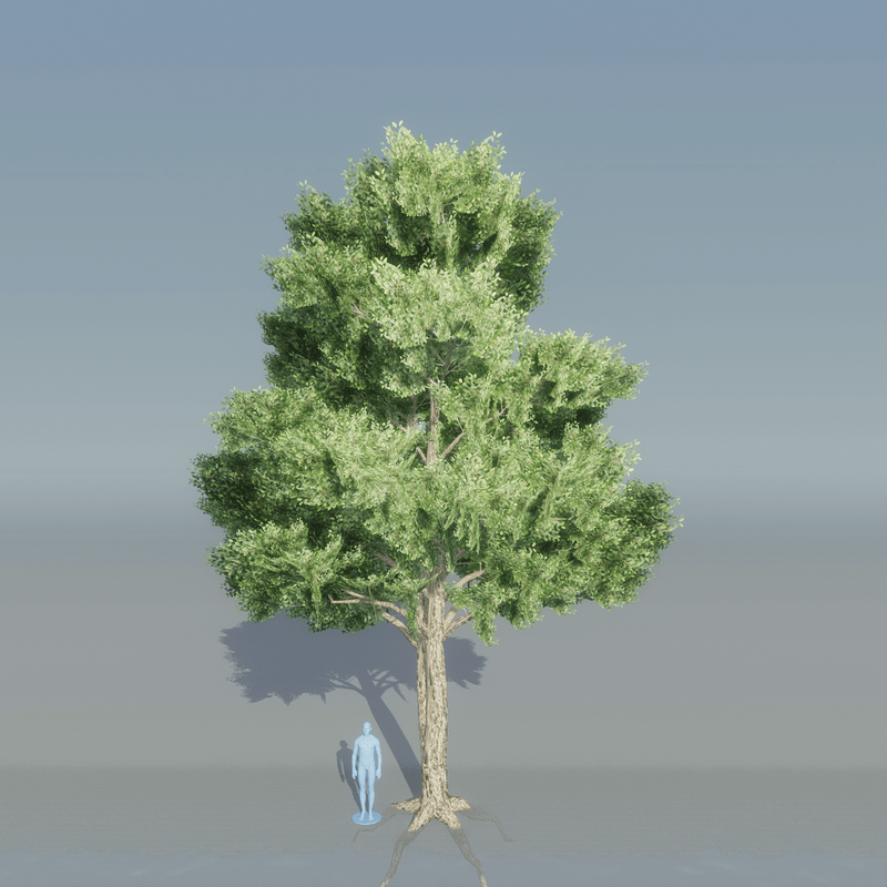 Elm Tree 3 with roots