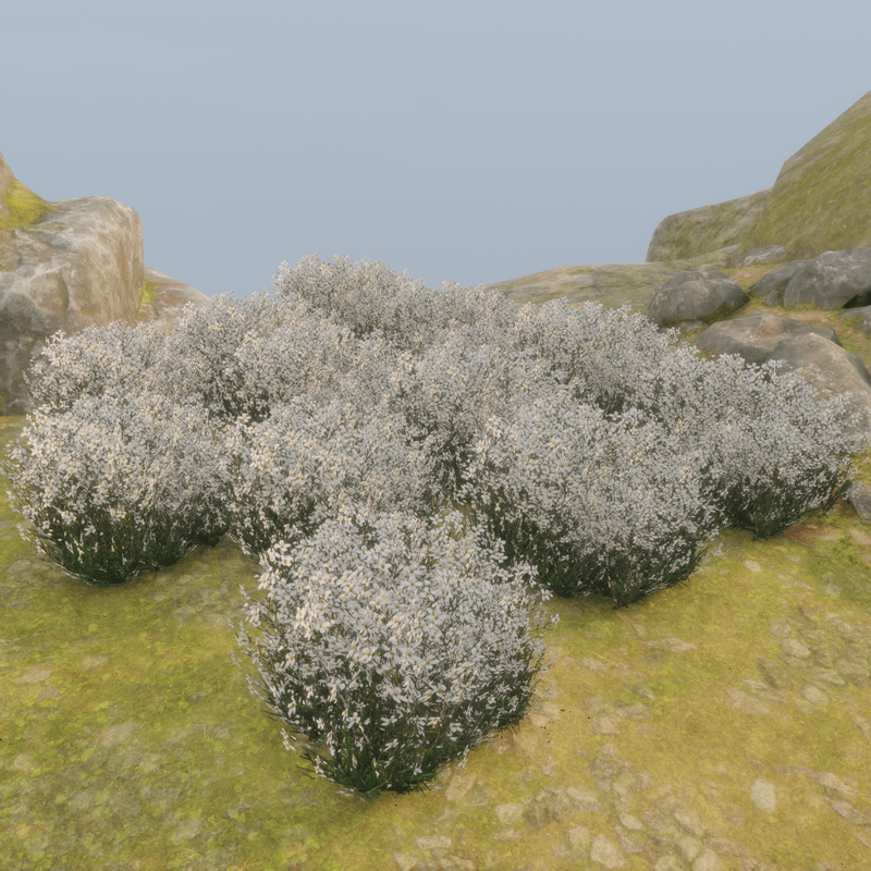 WHITEFLOWER_PLANT_M2