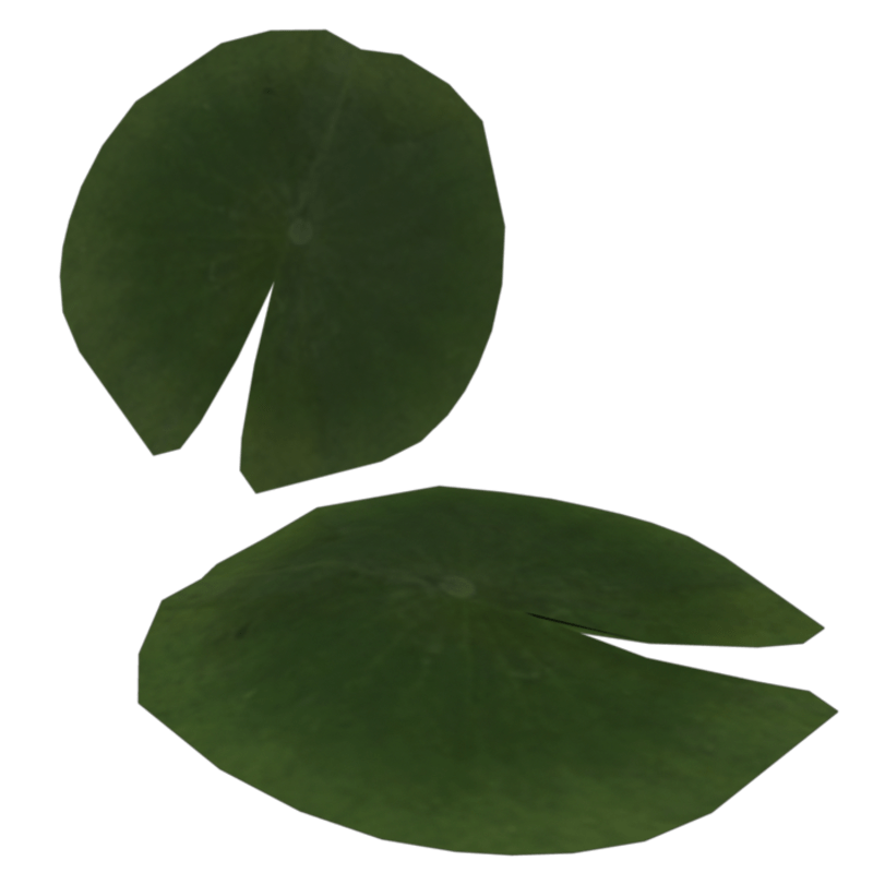 Water Leaf