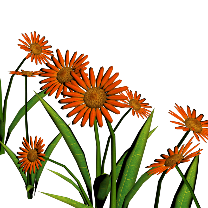 Daisies For Pathways 6