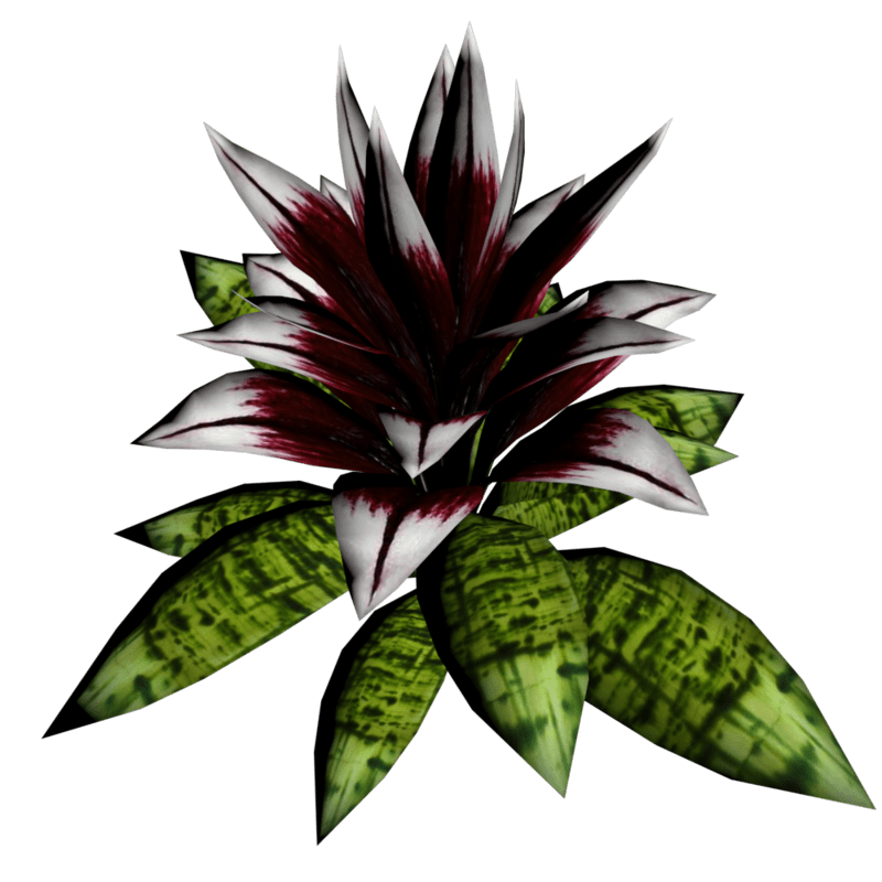Bromeliad Plant 10